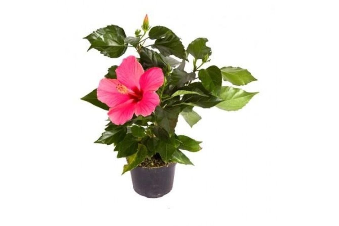 hibiscus-kukkia Cystonettessa